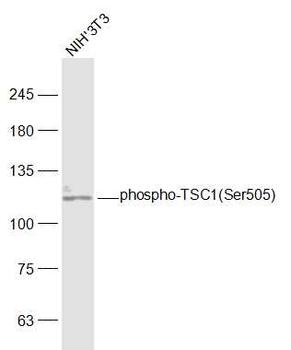 Phospho-TSC1 (Ser505) Rabbit Polyclonal Antibody