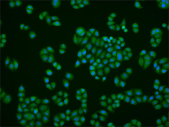 Phospho-HDAC2 (Ser394) Rabbit Polyclonal Antibody