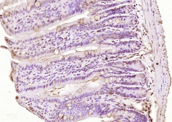 Phospho-HDAC2 (Ser394) Rabbit Polyclonal Antibody
