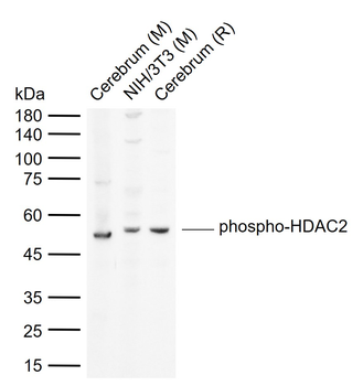 Phospho-HDAC2 (Ser394) Rabbit Polyclonal Antibody