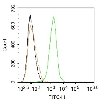 TRPM4 Rabbit Polyclonal Antibody (FITC)