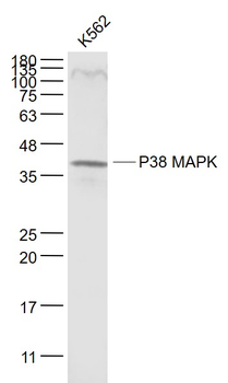 P38 MAPK Mouse Monoclonal Antibody