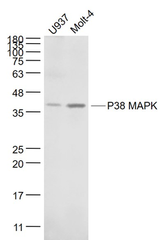 P38 MAPK Mouse Monoclonal Antibody