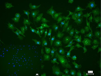 Caveolin-2 Rabbit Polyclonal Antibody