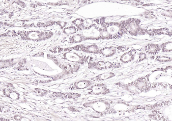 Caveolin-2 Rabbit Polyclonal Antibody