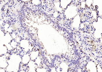 Caveolin-2 Rabbit Polyclonal Antibody