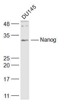 Nanog Rabbit Polyclonal Antibody