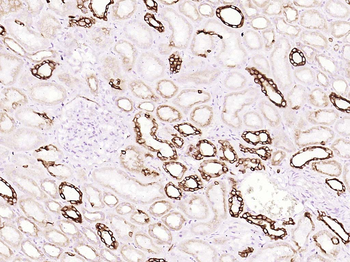 Phospho-GSK-3 Beta (Ser9) Recombinant Rabbit Monoclonal Antibody