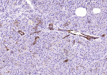 Phospho-GSK-3 Beta (Ser9) Recombinant Rabbit Monoclonal Antibody