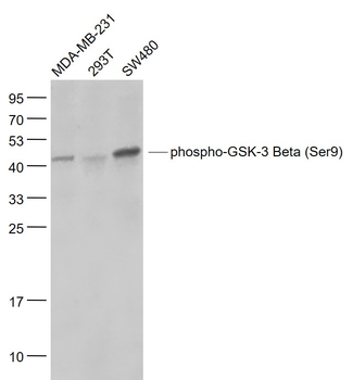 Phospho-GSK-3 Beta (Ser9) Recombinant Rabbit Monoclonal Antibody