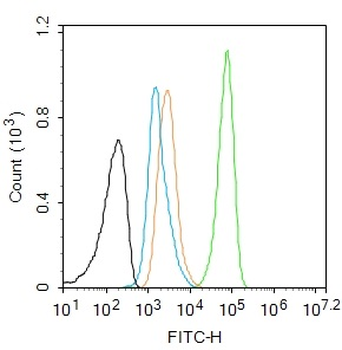 Smad2 Recombinant Rabbit Monoclonal Antibody