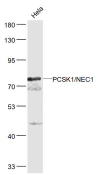 PCSK1/NEC1 Rabbit Polyclonal Antibody