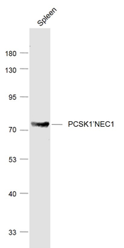 PCSK1/NEC1 Rabbit Polyclonal Antibody