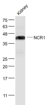 NCR1 Rabbit Polyclonal Antibody