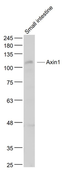 Axin1 Rabbit Polyclonal Antibody