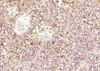 PRDX2 Rabbit Polyclonal Antibody