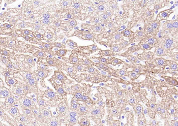 PRDX2 Rabbit Polyclonal Antibody