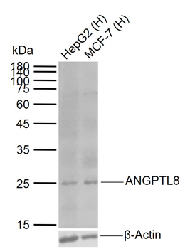 ANGPTL8 Mouse Monoclonal Antibody