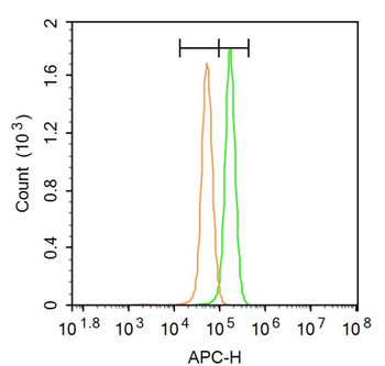 HMGCR Rabbit Polyclonal Antibody