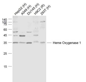 Heme Oxygenase 1 Rabbit Polyclonal Antibody