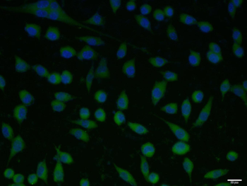 HSD11B2 Rabbit Polyclonal Antibody