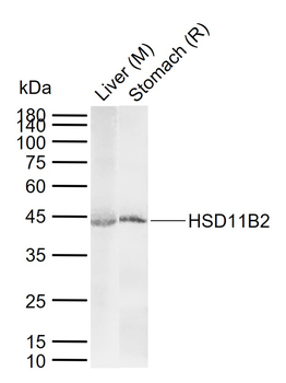 HSD11B2 Rabbit Polyclonal Antibody