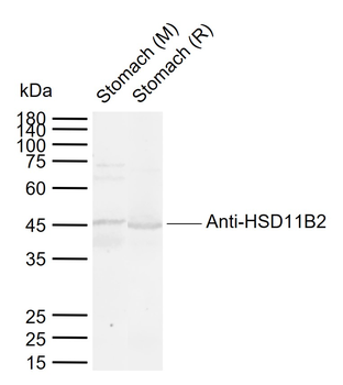 HSD11B2 Rabbit Polyclonal Antibody