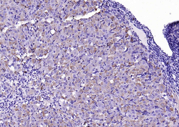 HSD3B1 Rabbit Polyclonal Antibody