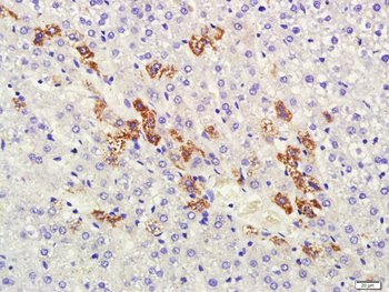HSD3B1 Rabbit Polyclonal Antibody