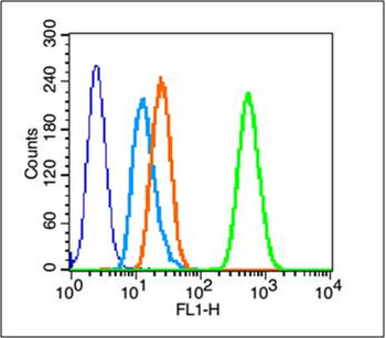Phospho-HSP27 (Ser78) Rabbit Polyclonal Antibody