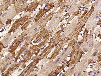 Phospho-HSP27 (Ser78) Rabbit Polyclonal Antibody