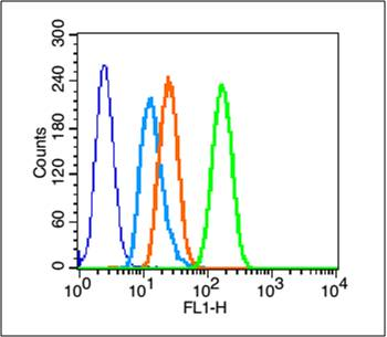 Phospho-HSP27 (Ser82) Rabbit Polyclonal Antibody