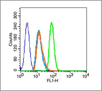 Phospho-HSP27 (Ser15) Rabbit Polyclonal Antibody