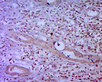 Phospho-HSP27 (Ser15) Rabbit Polyclonal Antibody