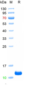Recombinant human TGF-Beta 1 protein, C-His