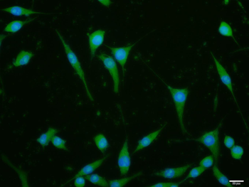 Hsc70 Rabbit Polyclonal Antibody