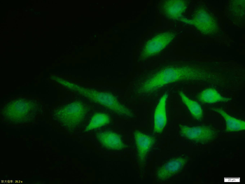 Phospho-HSP70 (Tyr525) Rabbit Polyclonal Antibody