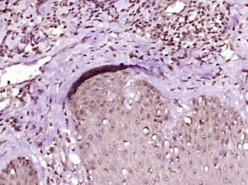 Phospho-HSP70 (Tyr525) Rabbit Polyclonal Antibody