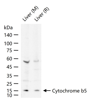 Cytochrome b5 Rabbit Polyclonal Antibody