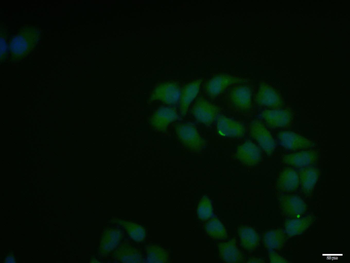 IKK alpha Rabbit Polyclonal Antibody