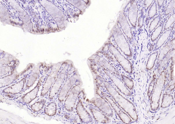 IKK alpha Rabbit Polyclonal Antibody