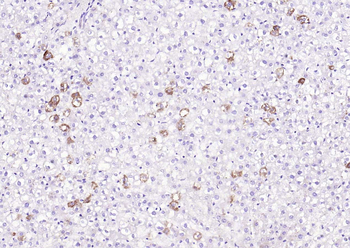 IKK alpha Rabbit Polyclonal Antibody