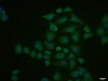 Phospho-IKK alpha (Thr23) Rabbit Polyclonal Antibody