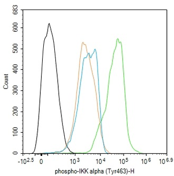 Phospho-IKK alpha (Tyr463) Rabbit Polyclonal Antibody