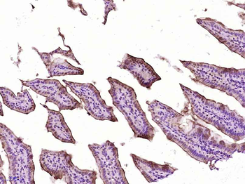 Phospho-IKK alpha (Ser180) + IKK beta (Ser181) Rabbit Polyclonal Antibody