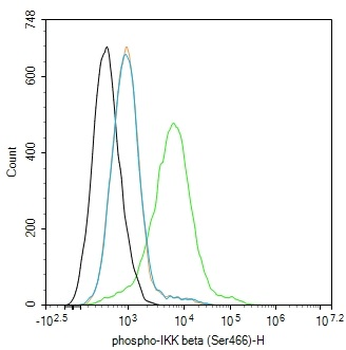 Phospho-IKK beta (Ser466) Rabbit Polyclonal Antibody