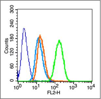 Phospho-IKB alpha (Tyr42) Rabbit Polyclonal Antibody
