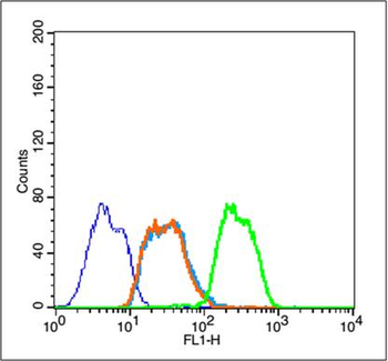 Phospho-IKB alpha (Tyr42) Rabbit Polyclonal Antibody