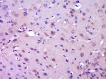 Phospho-IKB alpha (Tyr42) Rabbit Polyclonal Antibody