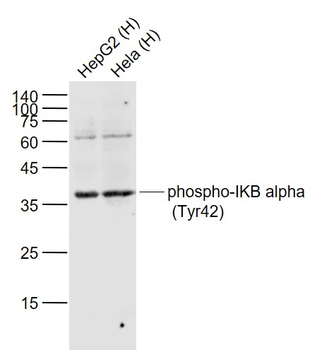 Phospho-IKB alpha (Tyr42) Rabbit Polyclonal Antibody